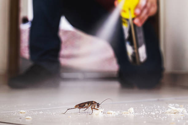 Wildlife Control Services in Medina, NY